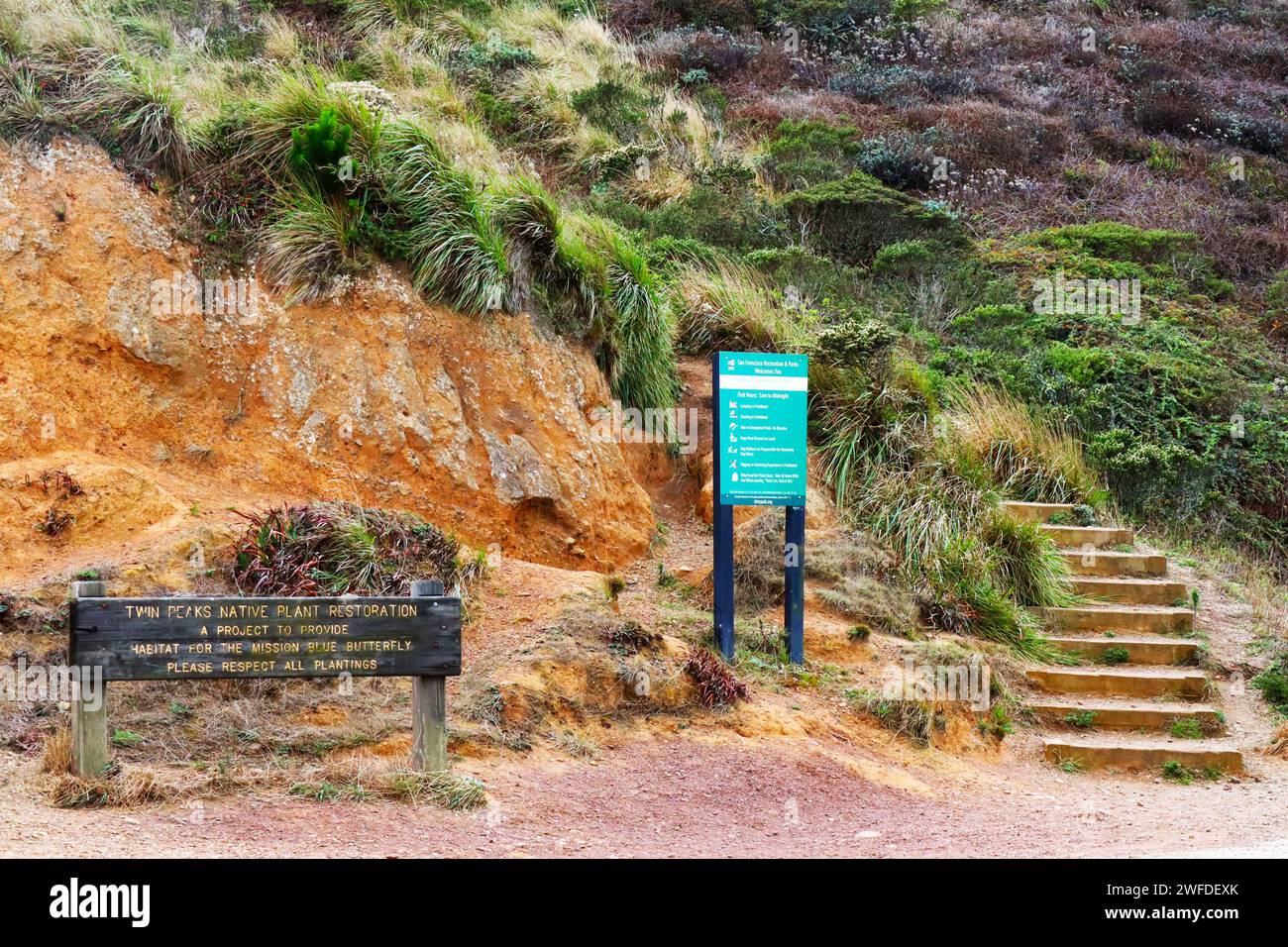 San Francisco, California: Segno del restauro delle piante autoctone di Twin Peaks, un progetto per fornire habitat alla Mission Blue Butterfly Foto Stock