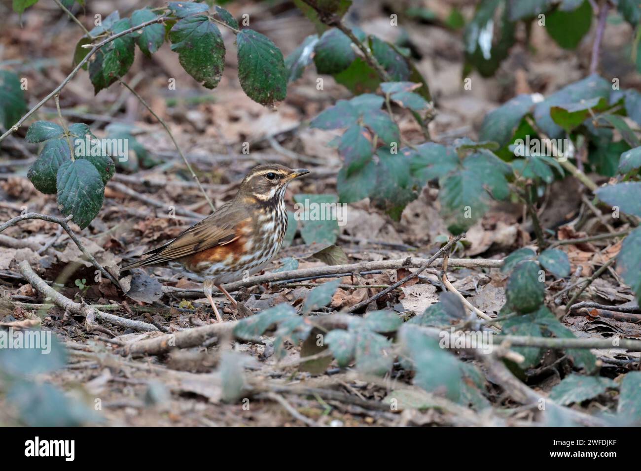 Redwing Turdus iliacus, piccole parti superiori marrone tordo striscia bianca sopra l'occhio scuro macchiato chiaro sottofondo arrugginito rosso su fianchi e sottoali Foto Stock