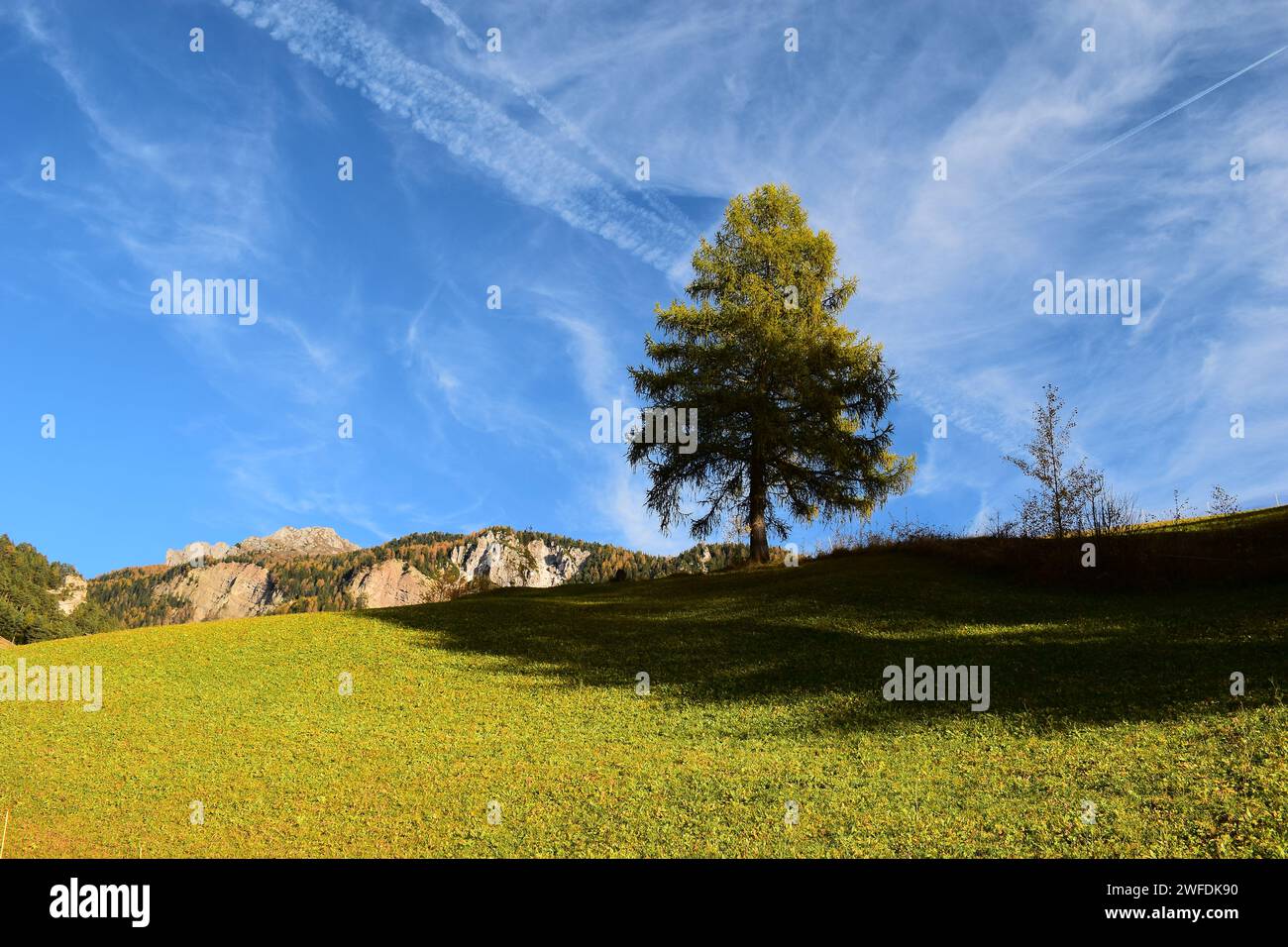 Albero solitario Foto Stock