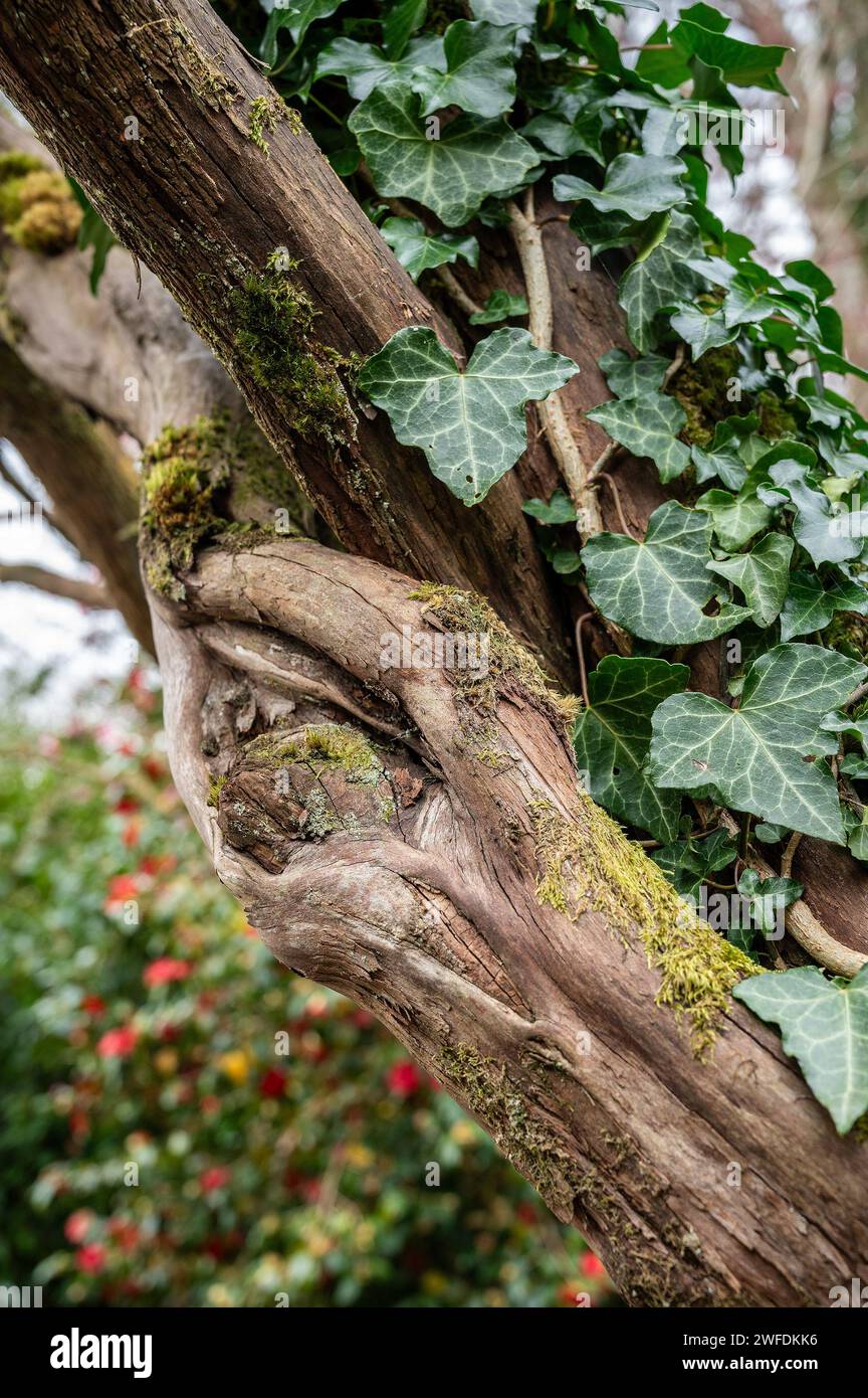 Vecchio nodo in un vecchio albero morto con edera che cresce nell'ulteriore tronco con fiori rossi e gialli sfocati sullo sfondo Foto Stock