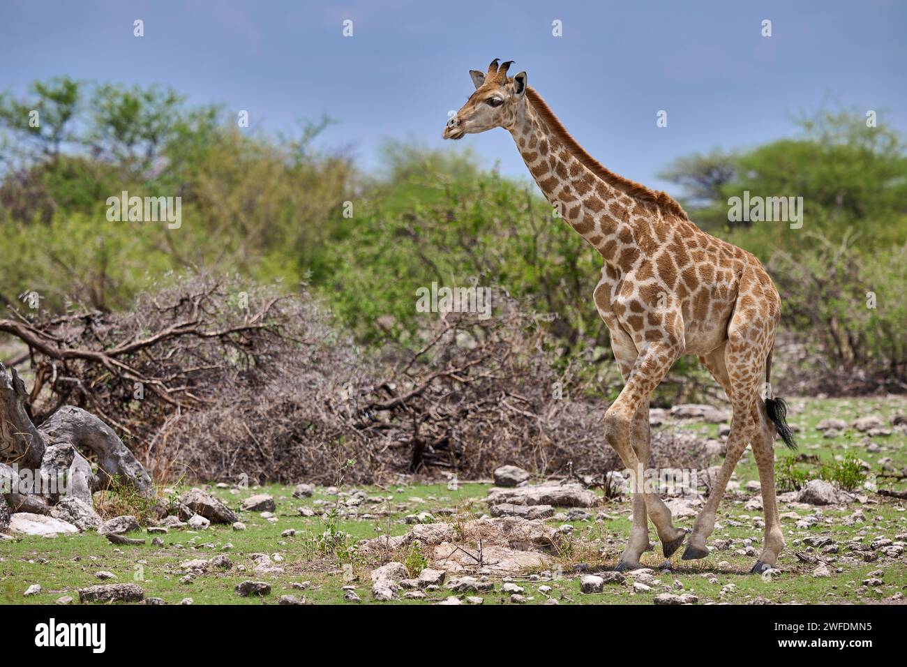 Giraffa angolana giovane o giraffa namibiana o giraffa fumosa (Giraffa camelopardalis angolensis), parco nazionale di Etosha, Namibia, Africag Foto Stock