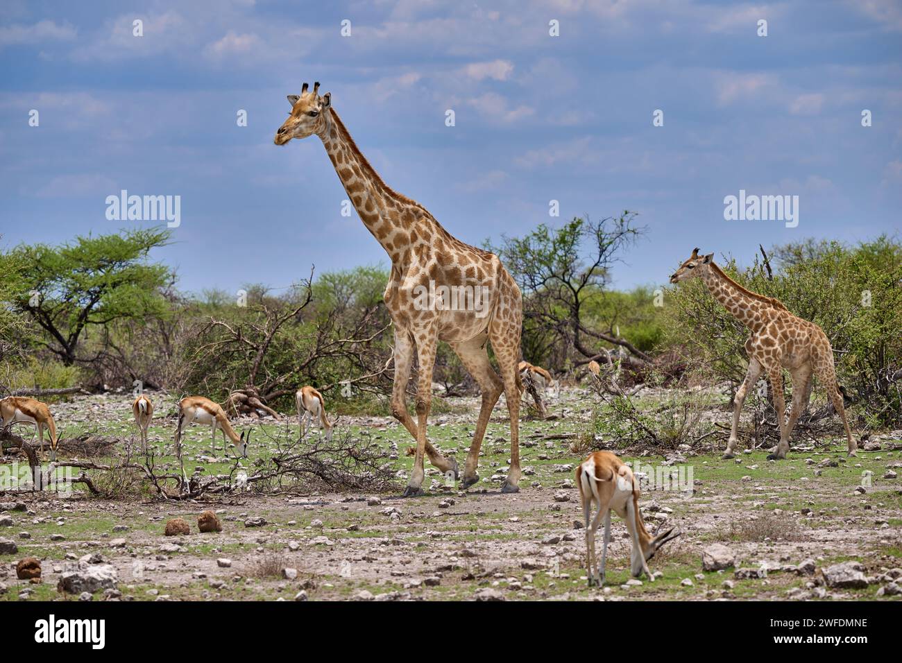 Giraffa angolana o giraffa namibiana o giraffa fumosa (Giraffa camelopardalis angolensis) madre con il più giovane, Parco Nazionale di Etosha, Namibia, Africa Foto Stock