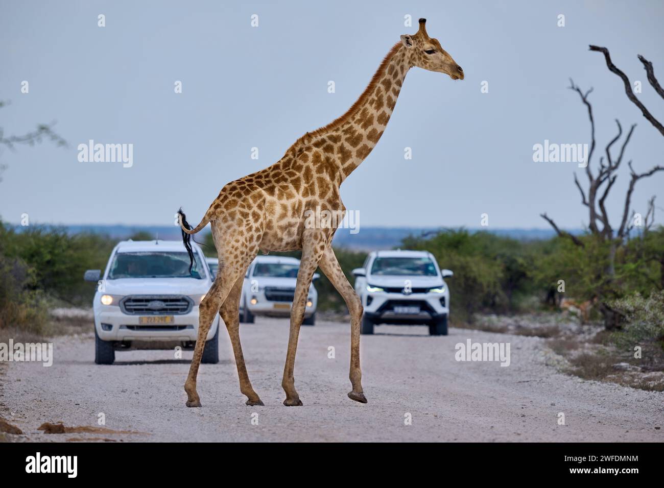 Giraffa angolana o giraffa namibiana o giraffa fumosa (Giraffa camelopardalis angolensis) che attraversa una strada con automobili dietro, il Parco Nazionale di Etosha Foto Stock