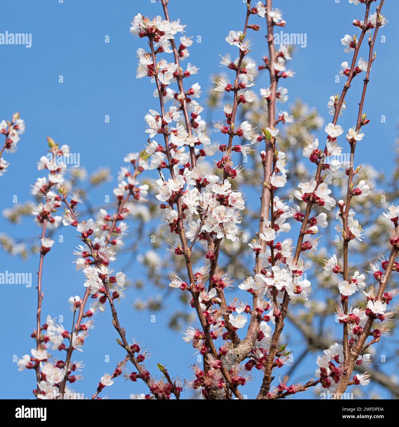 Fioritura di albero di albicocche in primavera Foto Stock
