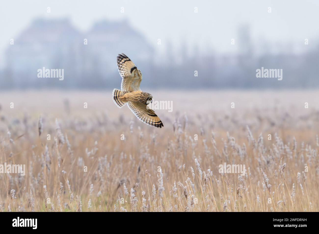 Gufo dalle orecchie corte (Asio flammeus) che vola sopra il letto di canne/canne in un giorno nebbioso d'inverno Foto Stock