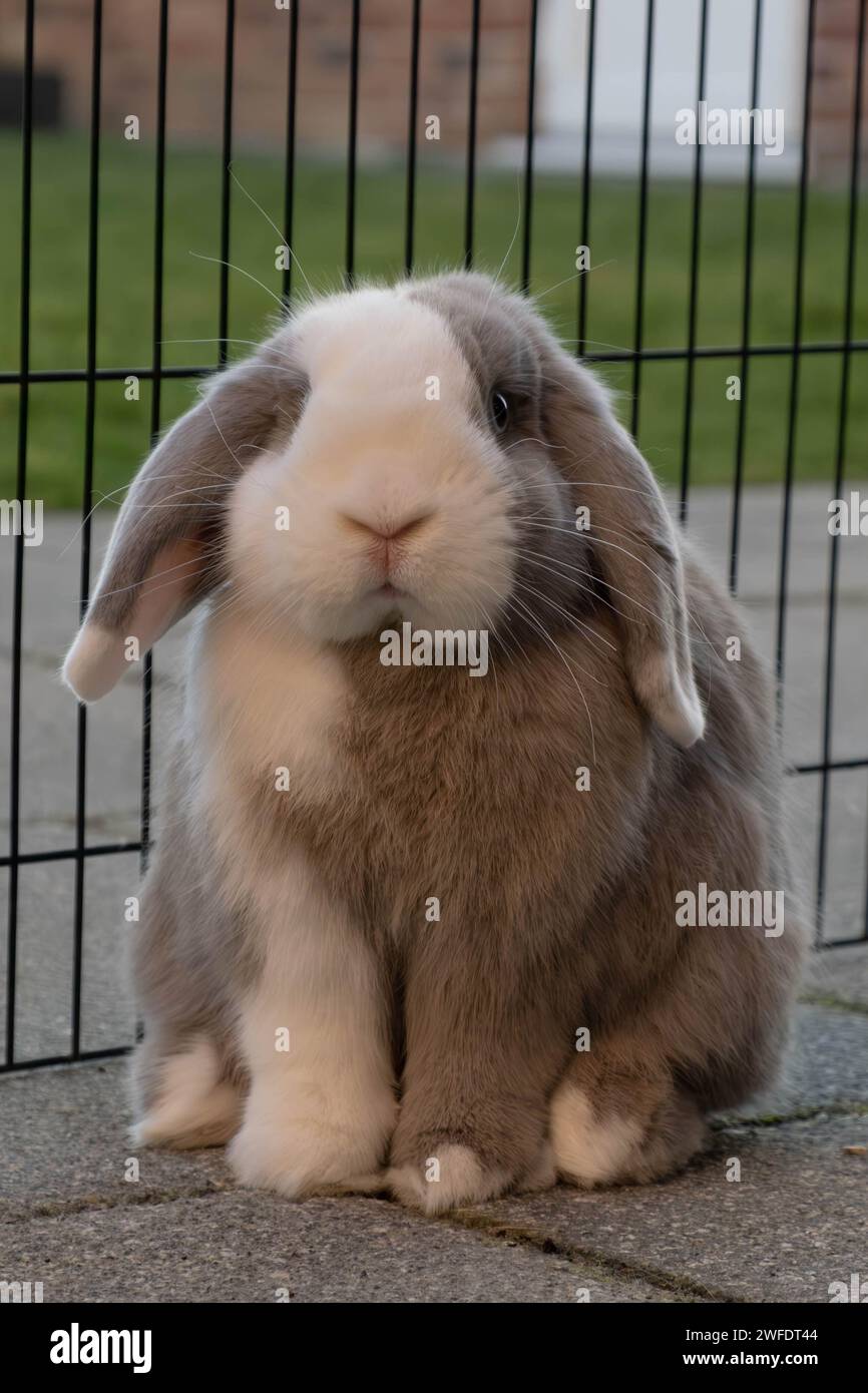 Ritratto di un coniglio Mini Lop diviso in blu che si gode l'aria aperta Foto Stock