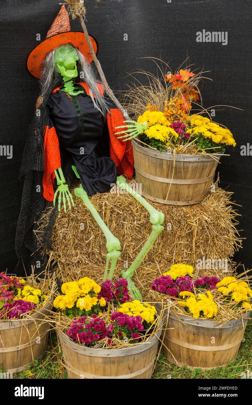 Spettacolo di Halloween di scheletro di plastica verde drappeggiato con costume da strega nero e arancione con cappello a punta e scopa. Foto Stock