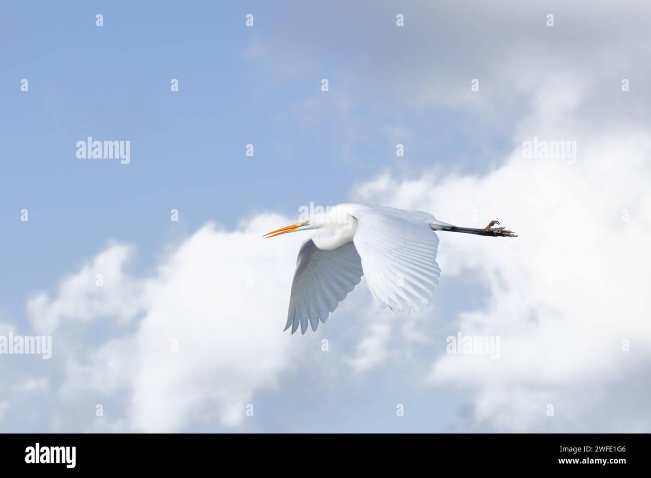 Primo piano di una grande egretta, Ardea alba, con corpo allungato e battito alare verso il basso che galleggia da destra a sinistra sullo sfondo con il bellissimo blu Foto Stock