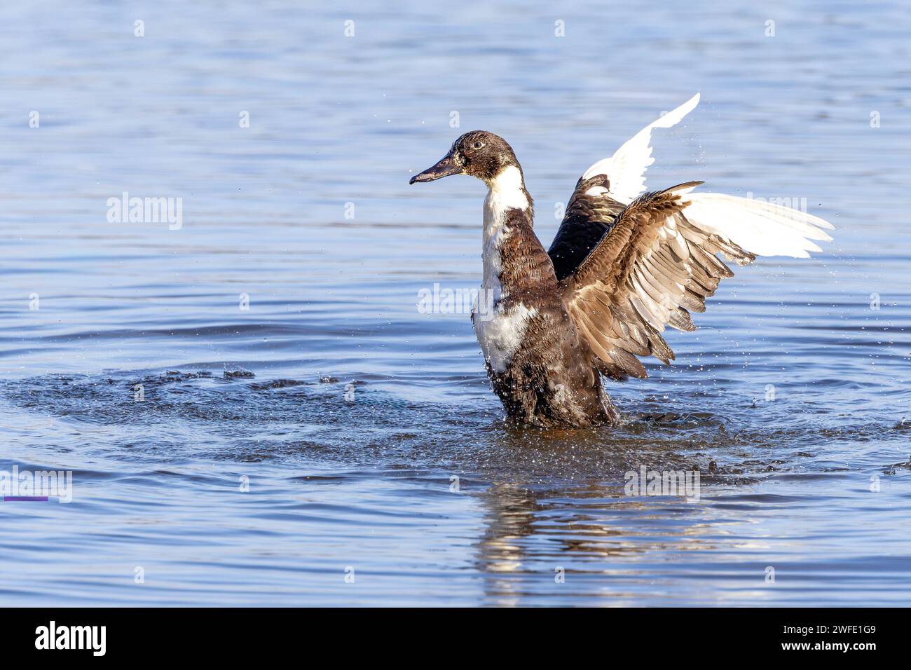 Primo piano di una Mongrel Muscovy Duck, Cairina moschata, incrocio tra Mallard, Anas platyrhynchos e Muscovy Duck che spruzzano in acqua Foto Stock