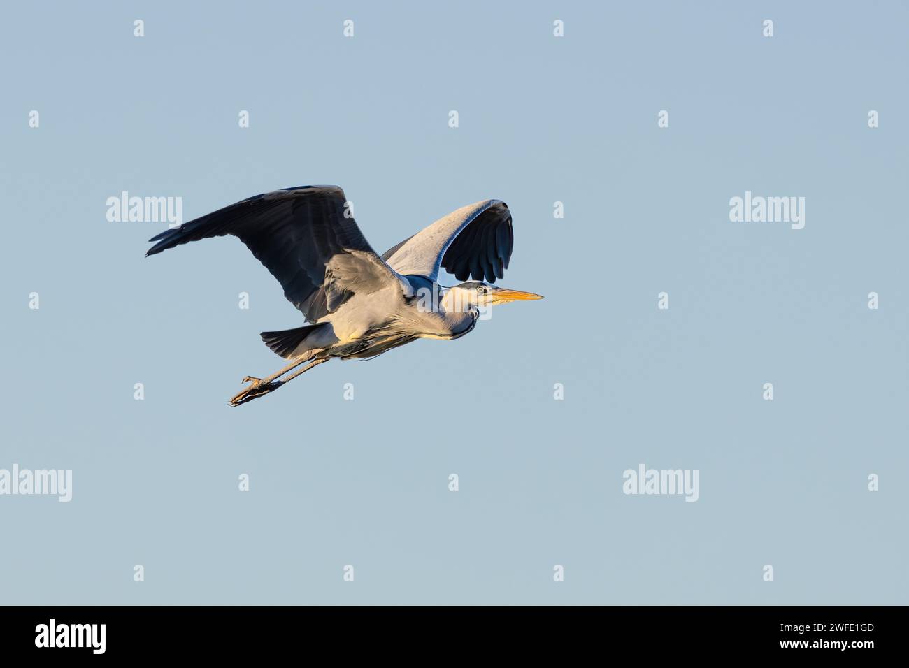 Primo piano di un grande airone blu, Ardea cinerea, che vola da sinistra a destra con le ali sollevate e il contatto visivo su uno sfondo di cielo limpido e nel Foto Stock