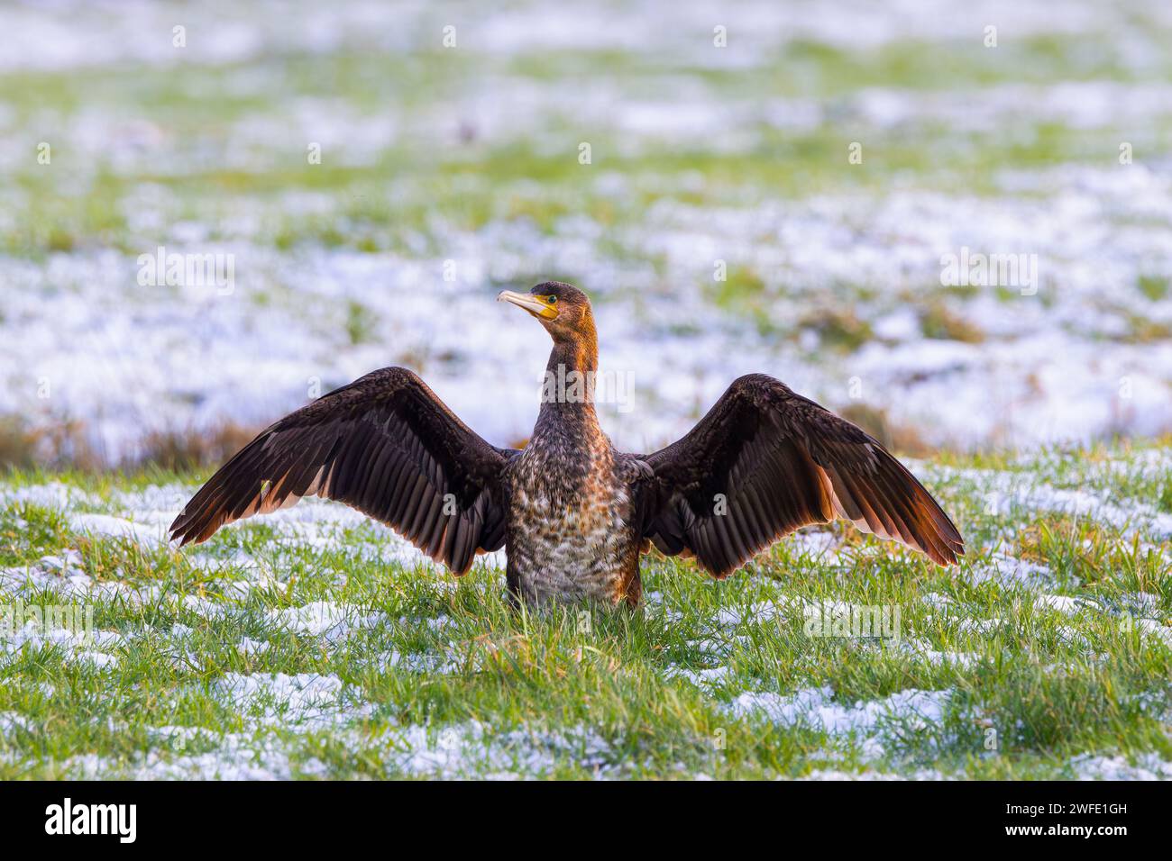 Primo piano di un grande cormorano, Phalacrocorax carbo, in piedi su un prato innevato su sfondo nebbioso con ali bagnate Foto Stock