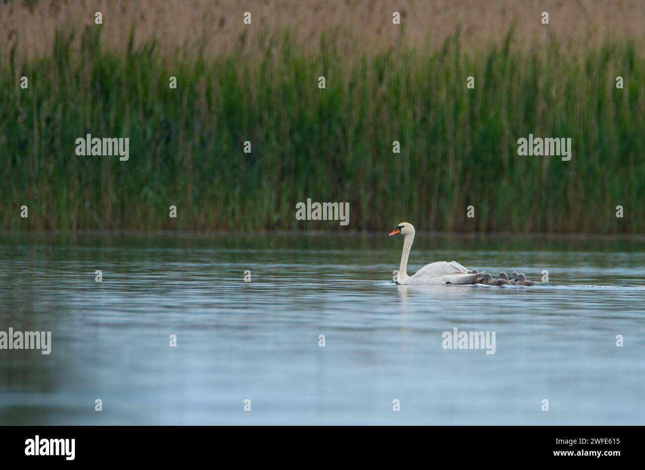 Una madre cigno con pulcini che nuotano. Destinazione ornitologica del delta del Danubio. Destinazione turistica della Romania. Cigno bambino. Cigni muti (Cygnus olor) Foto Stock
