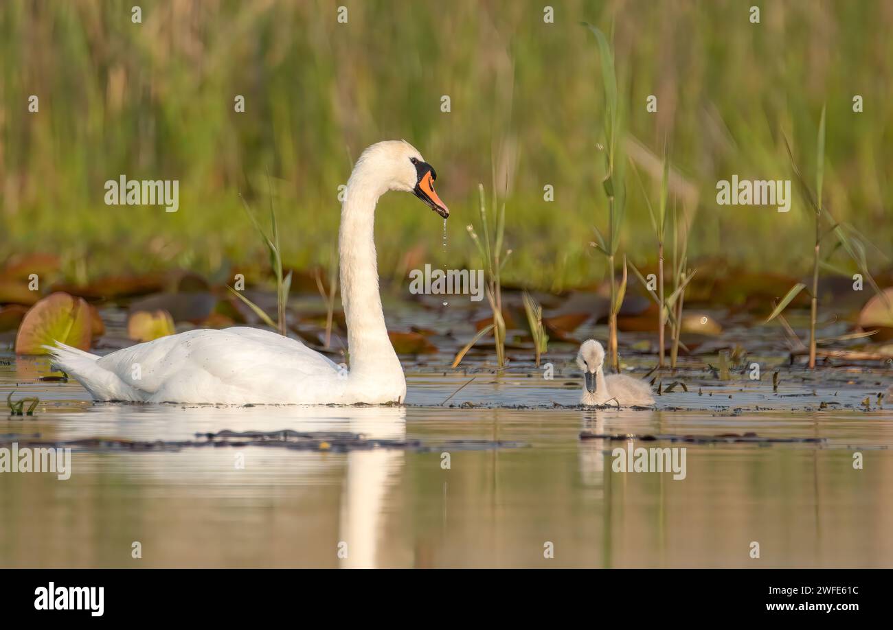 Una madre cigno proteggendo la sua ragazza. Destinazione ornitologica del delta del Danubio. Destinazione turistica della Romania. Cigno bambino. Cigni muti (Cygnus olor) Foto Stock