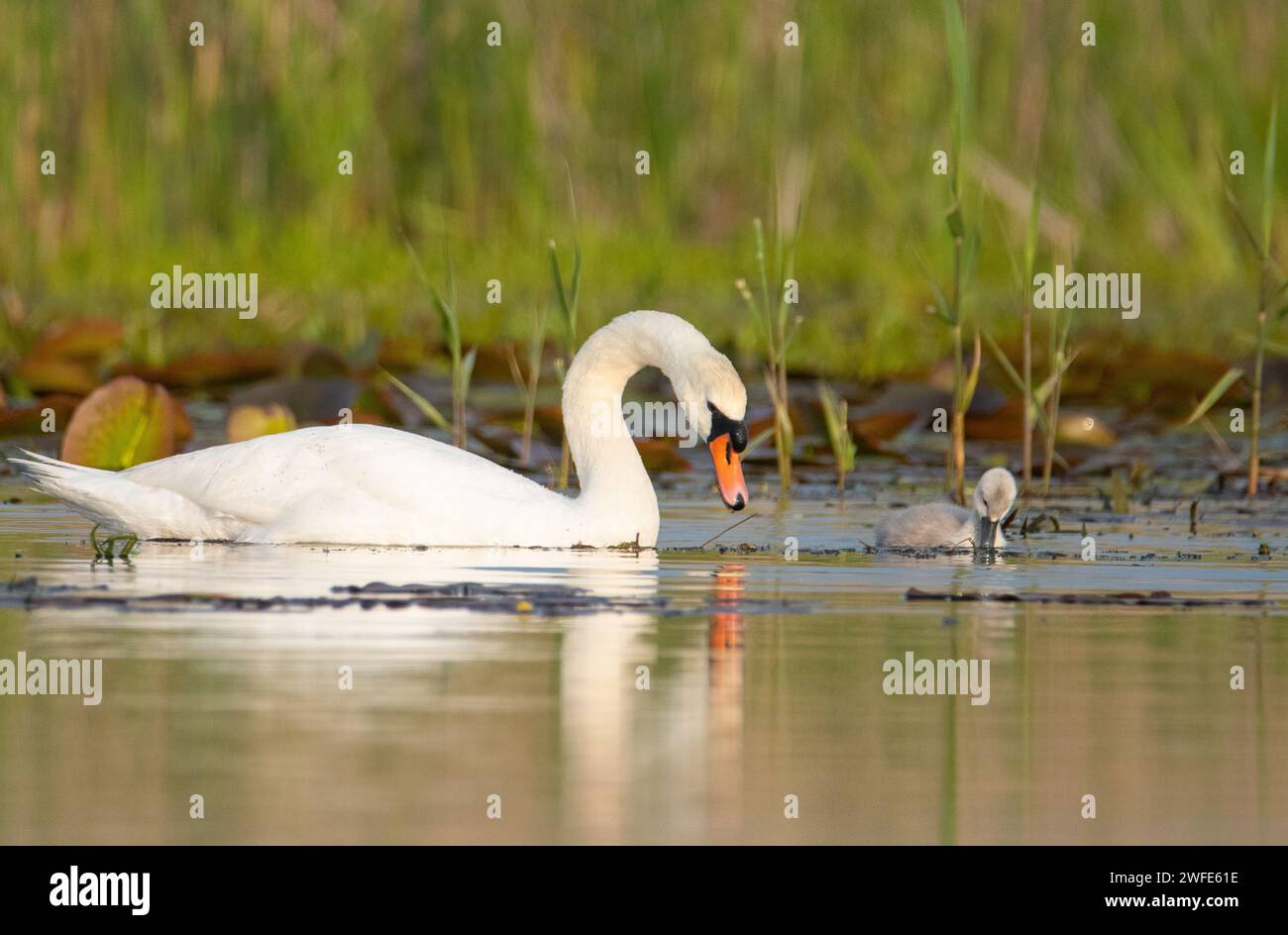 Una madre cigno con le pulcini. Destinazione ornitologica del delta del Danubio. Destinazione turistica della Romania. Cigno bambino. Cigni muti (Cygnus olor) Foto Stock