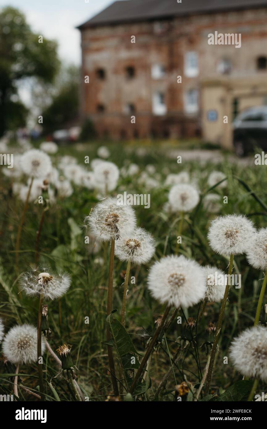 Fiori bianchi di fronte ad un torreggiante edificio, in mezzo ad un lussureggiante campo abbandonato Foto Stock