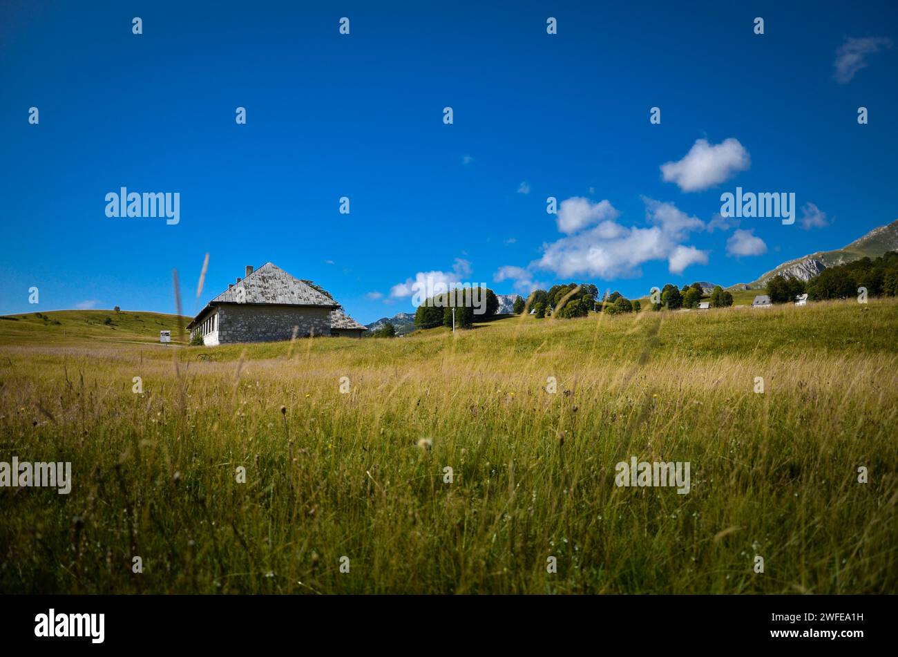 Paesaggio idilliaco con prato verde e cielo blu. Foto Stock