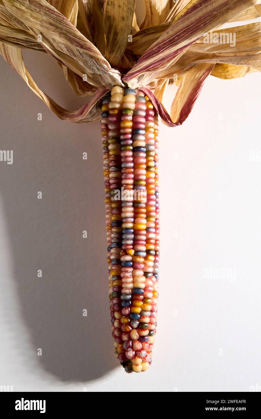Pannocchie di mais ornamentali. Foto Stock