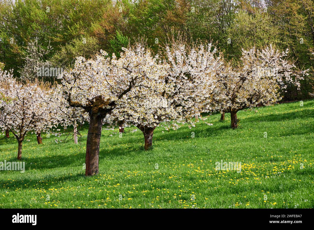 Kirschbaumblüte in der Fränkischen Schweiz, Deutschland Foto Stock