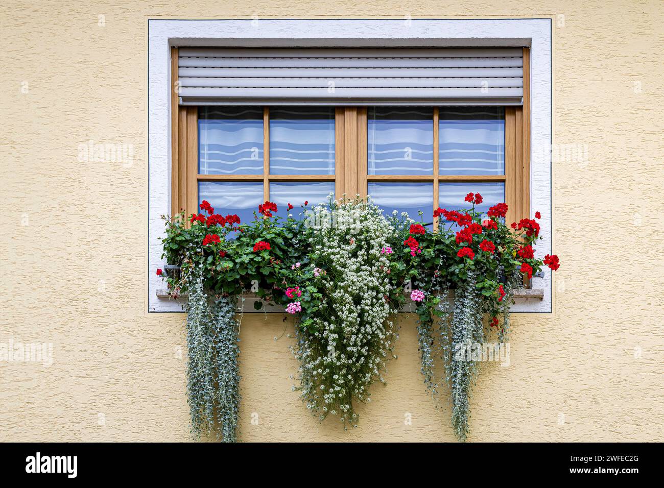 Foto di fiori su una piantatrice fuori da una finestra contro un muro giallo Foto Stock