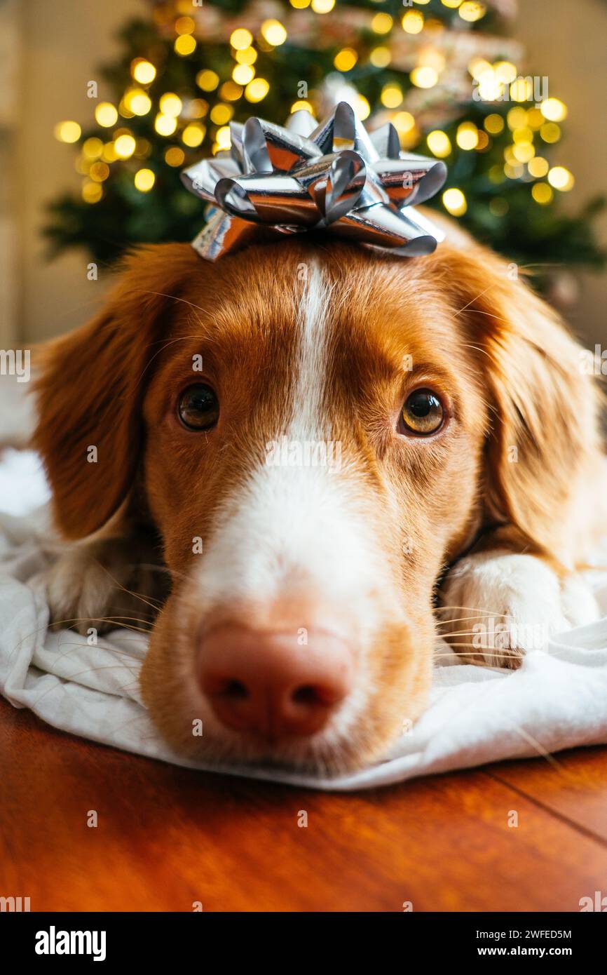 New Scotia Duck Tolling Retriever di fronte a un albero di Natale Foto Stock