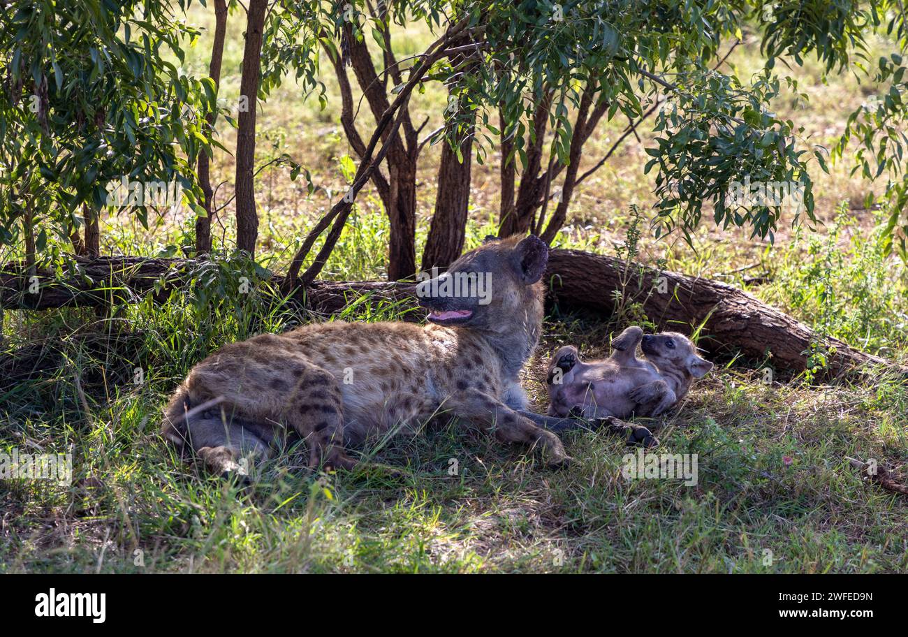Una madre di Hyena macchiata giace all'ombra sotto un cespuglio con uno dei suoi cuccioli. Foto Stock