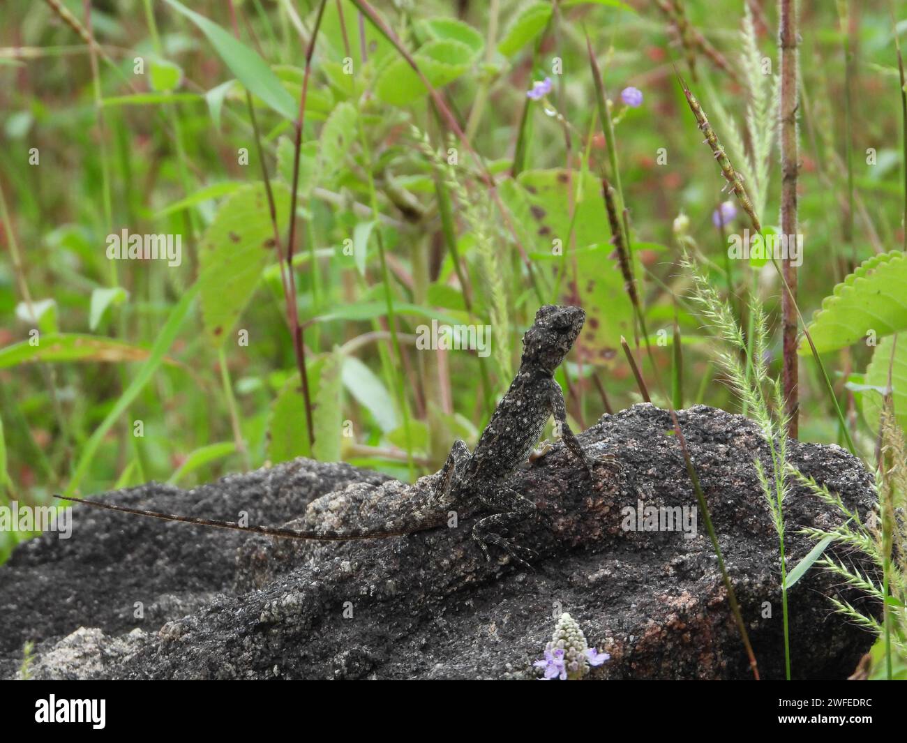 Lizard seduto su una roccia tra fiori vivaci Foto Stock