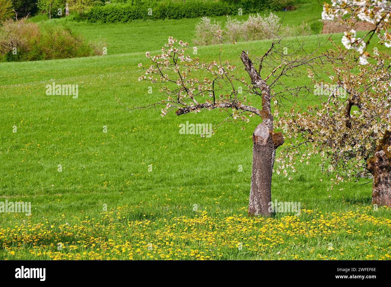 Ciliegi in splendida fioritura nella Svizzera Franconica, Germania, vicino a Kalchreuth/Norimberga, Germania Foto Stock
