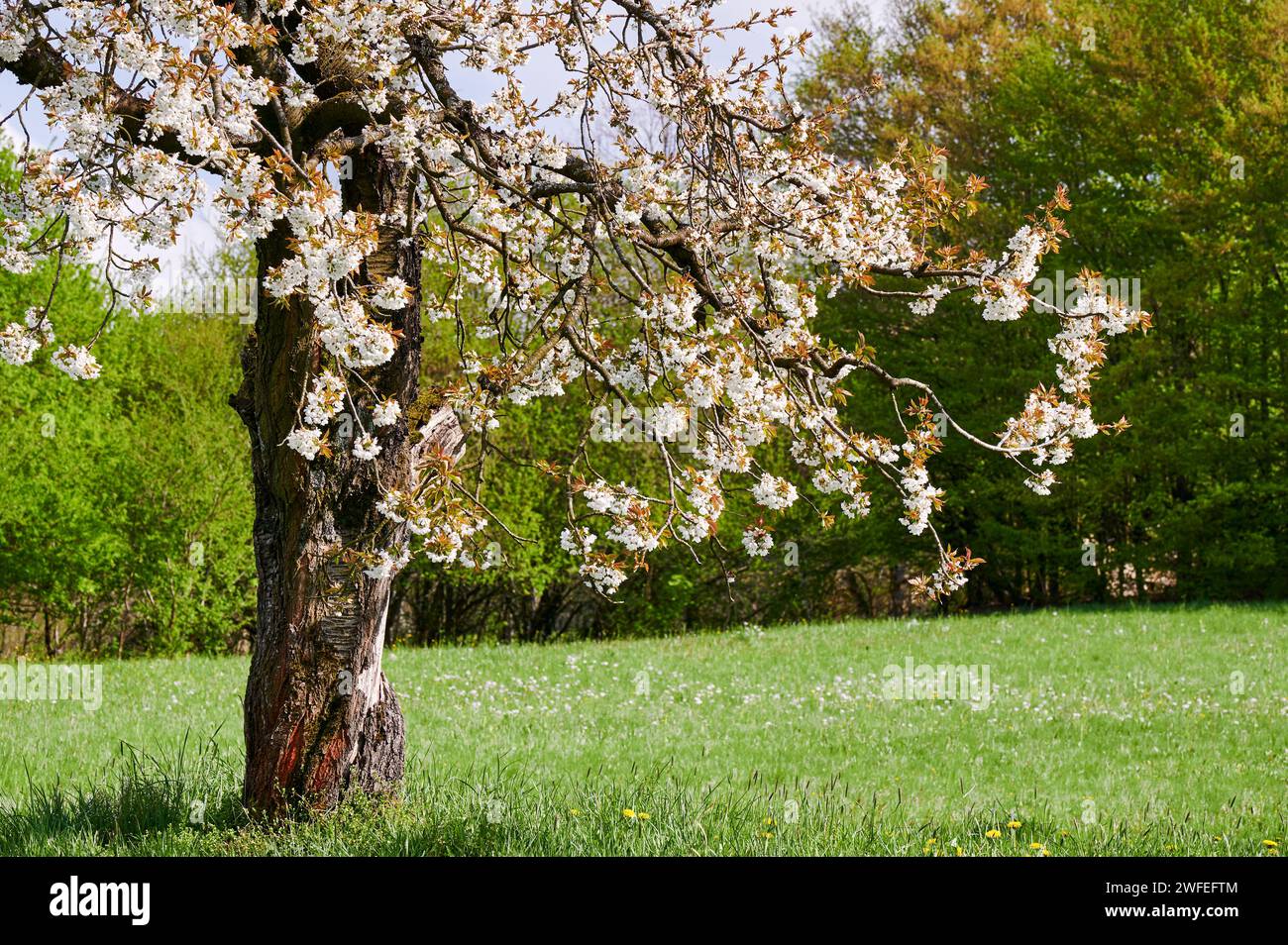 Ciliegi in splendida fioritura nella Svizzera Franconica, Germania, vicino a Kalchreuth/Norimberga, Germania Foto Stock