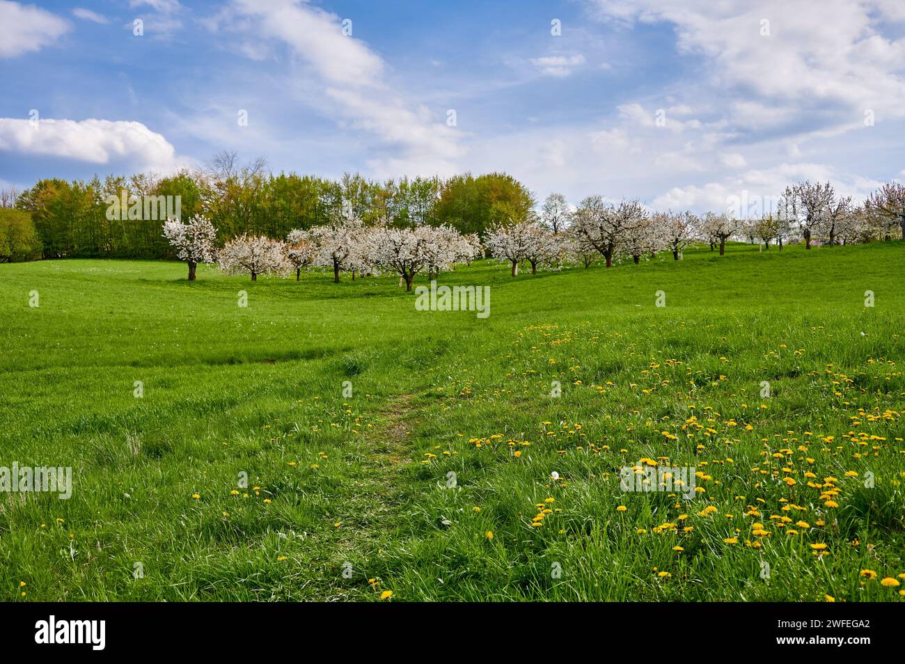 Prato verde con ciliegi in fiore nella Svizzera franconica, Germania, vicino a Kalchreuth/Norimberga, Germania Foto Stock