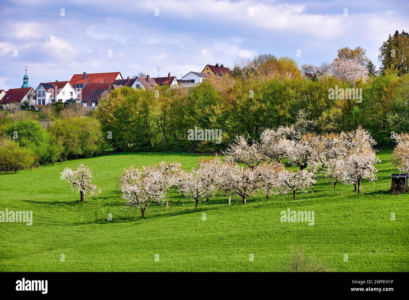 Idilliaco paesaggio primaverile con ciliegi in fiore a Kalchreuth, nella Svizzera Franconica, vicino a Norimberga, Germania Foto Stock