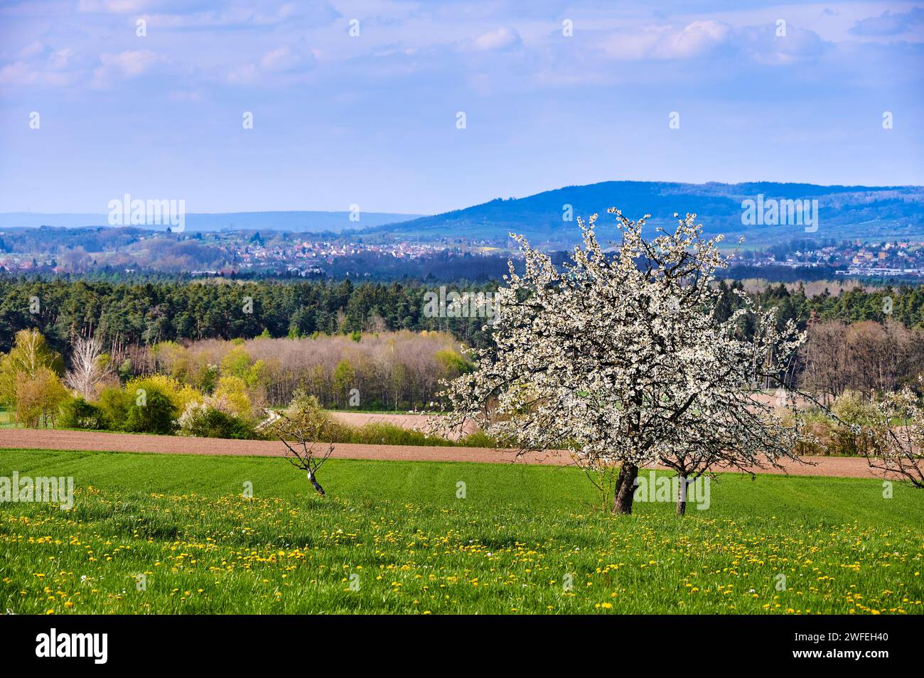 Idilliaco paesaggio primaverile nella Svizzera franconiana con ciliegi in fiore vicino a Kalchreuth/Norimberga, Germania Foto Stock