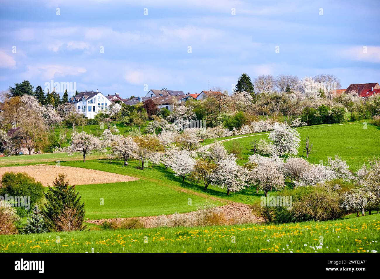 Idilliaco paesaggio primaverile con ciliegi in fiore a Kalchreuth, nella Svizzera Franconica, vicino a Norimberga, Germania Foto Stock
