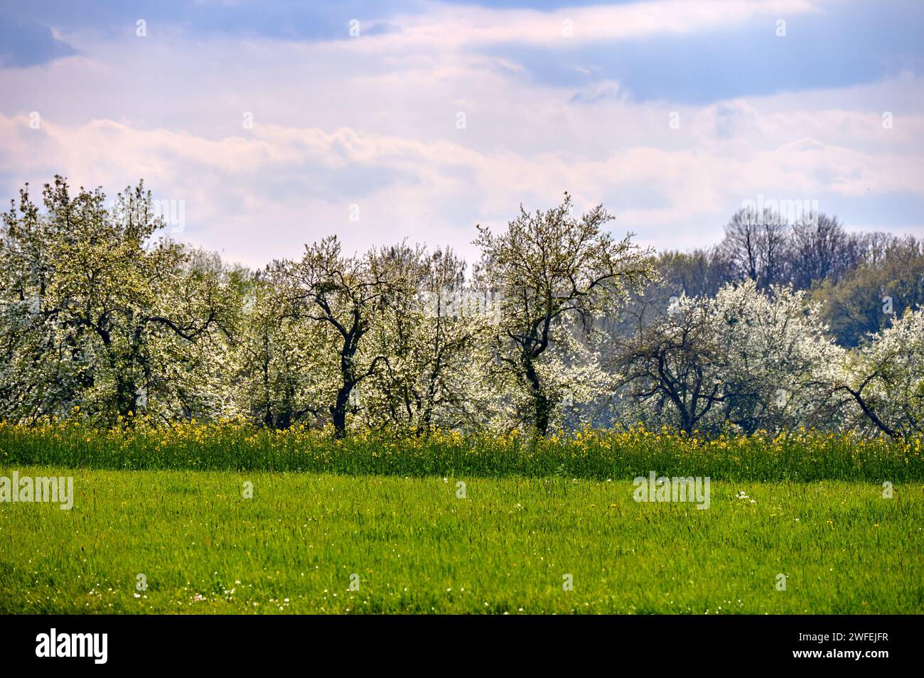 Idilliaco paesaggio primaverile nella Svizzera franconiana con ciliegi in fiore vicino a Kalchreuth/Norimberga, Germania Foto Stock