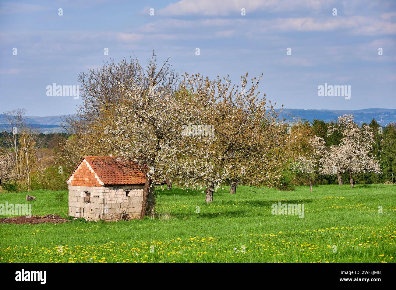 Paesaggio rurale primaverile con alberi di ciliegio in fiore accanto agli attrezzi a Kalchreuth, nella Svizzera Franconica, vicino a Norimberga, Germania Foto Stock