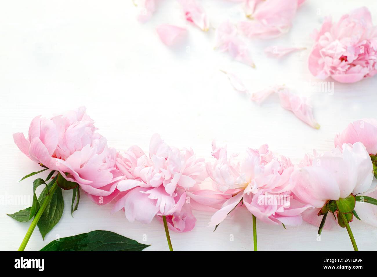 Fresche e vivaci, le peonie rosa creano uno spettacolo vibrante su un tavolo bianco, che irradia la gioia della primavera. Vista superiore con spazio per il testo. Spazio vuoto per Foto Stock