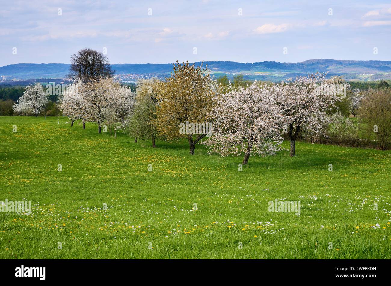 Ciliegi in splendida fioritura nella Svizzera franconica, a Kalchreuth, vicino a Norimberga, Germania Foto Stock