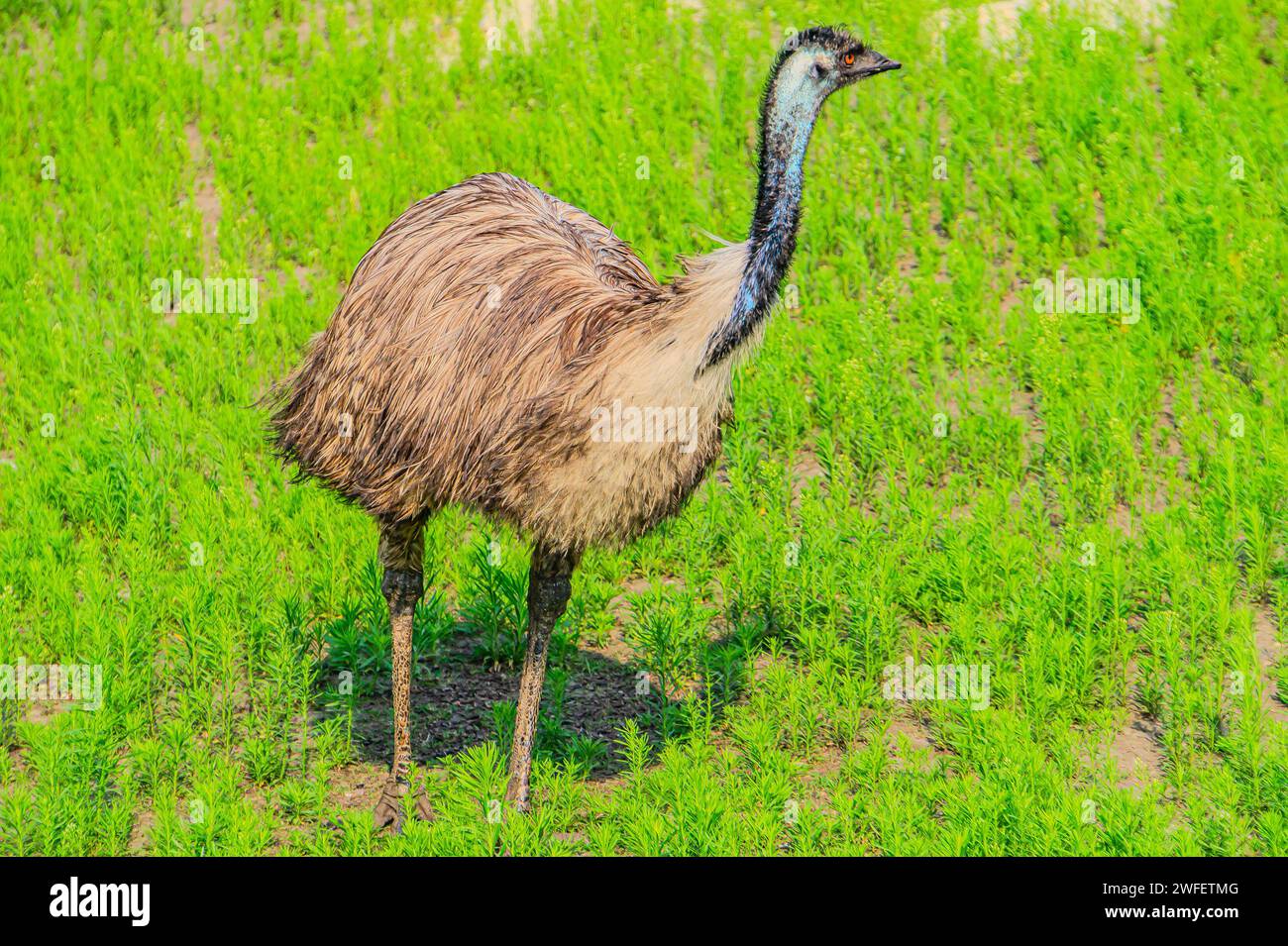 L'emu, Dromaius novaehollandiae, è il secondo uccello vivente per altezza, dopo il suo parente ratita, lo struzzo. È endemica dell'Australia. emu Foto Stock