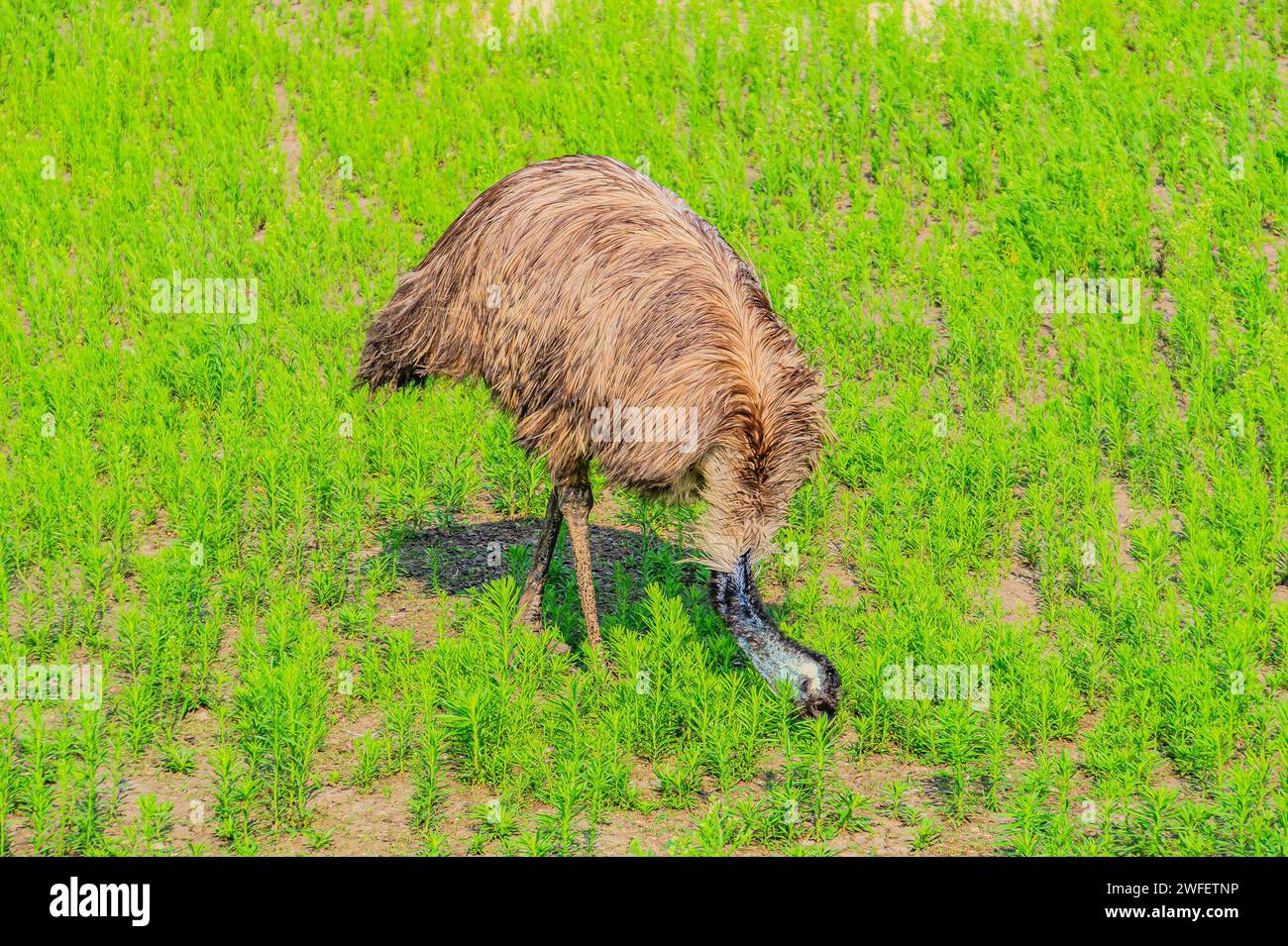 L'emu, Dromaius novaehollandiae, è il secondo uccello vivente per altezza, dopo il suo parente ratita, lo struzzo. È endemica dell'Australia. emu Foto Stock