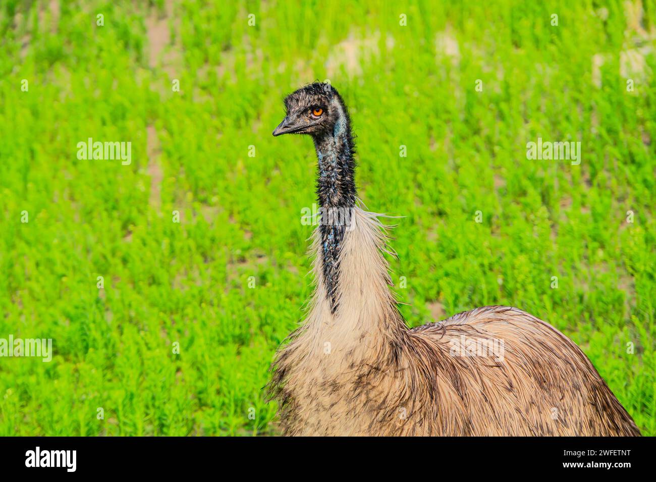 L'emu, Dromaius novaehollandiae, è il secondo uccello vivente per altezza, dopo il suo parente ratita, lo struzzo. È endemica dell'Australia. emu Foto Stock
