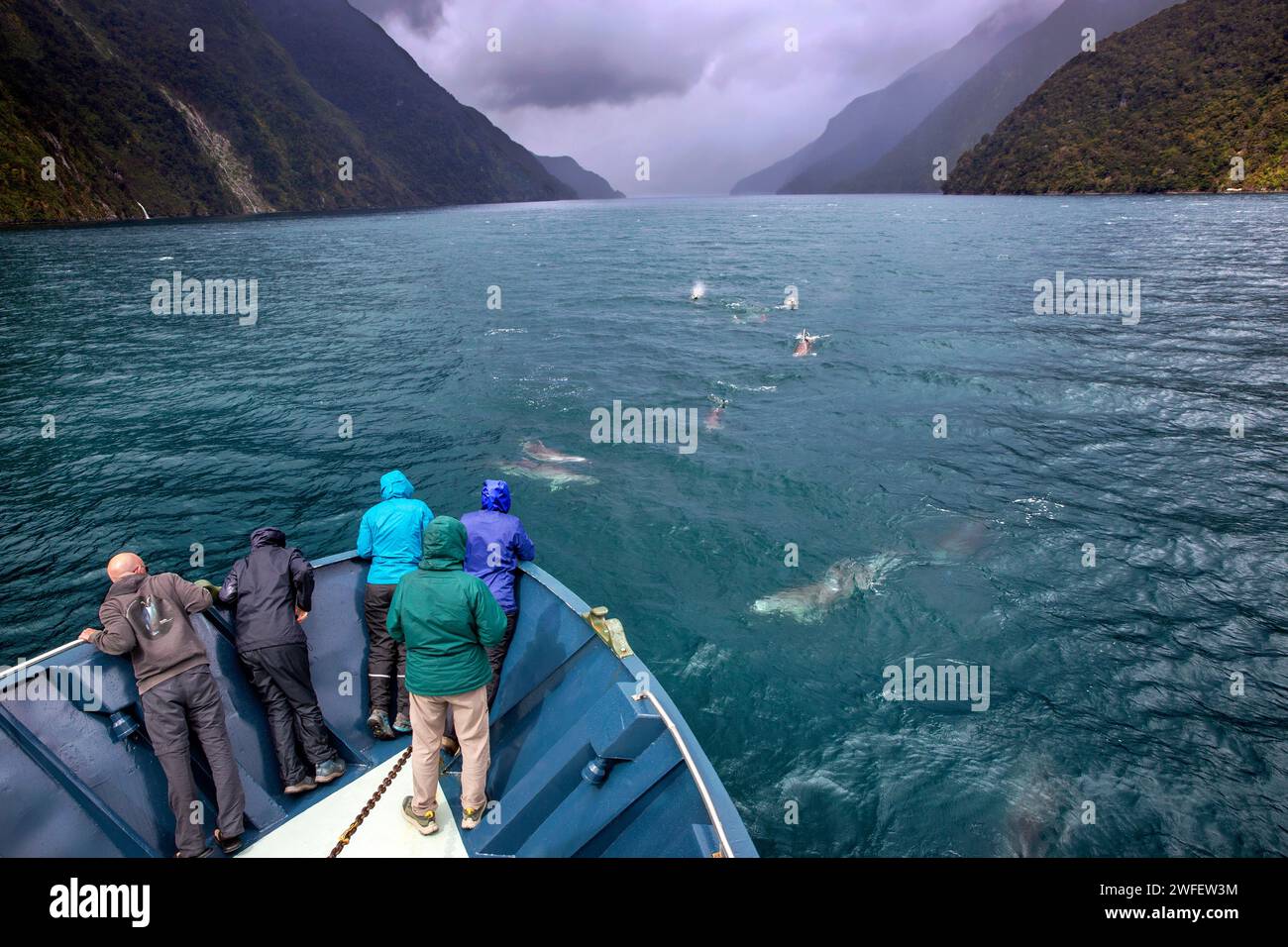 Un gruppo di delfini Terehu / tursiopi che nuotano verso una nave da crociera Fiordland Expeditions a Doubtful Sound / Patea, Fiordland / te Rua-o-te-Moko, New Foto Stock