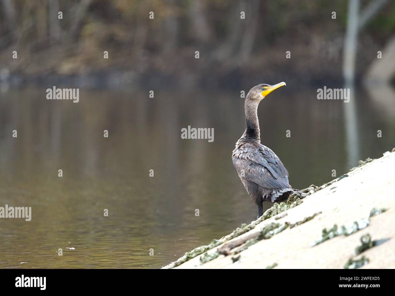 Cormorano a doppio petto su cemento Foto Stock