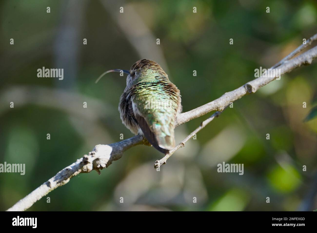 La lingua di Hummingbird si è estesa Foto Stock
