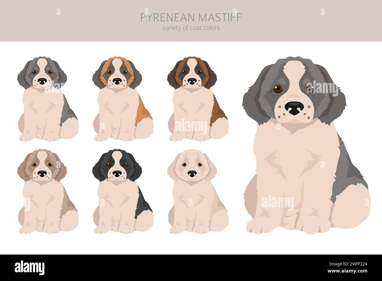 Scogliera del cucciolo di mastice dei Pirenei. Diverse pose, set di colori del rivestimento. Illustrazione vettoriale Illustrazione Vettoriale