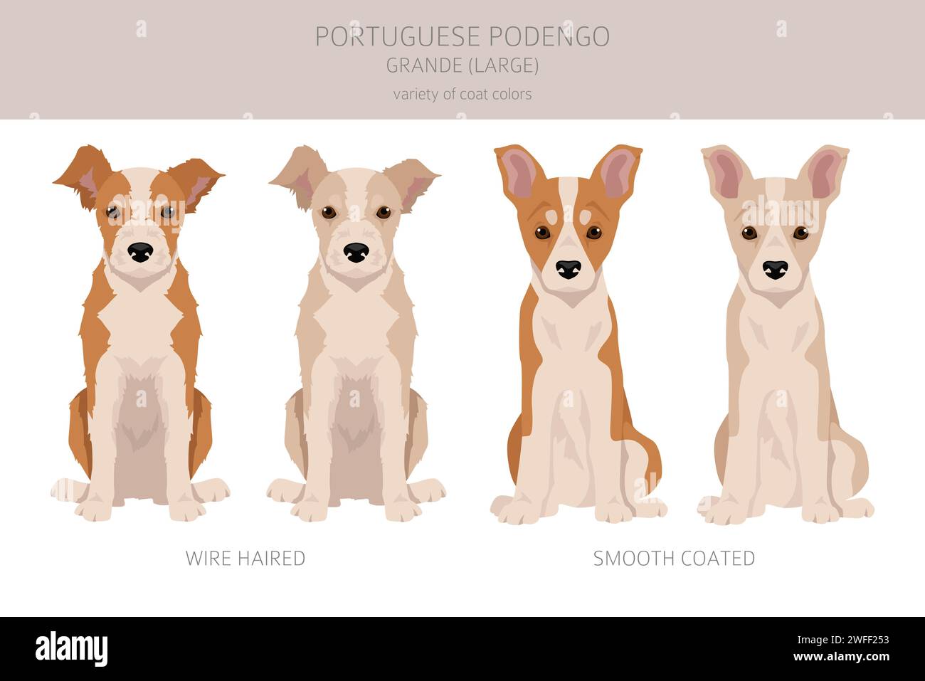 Clipart portoghese del cucciolo di Podengo grande. Diverse pose, set di colori del rivestimento. Illustrazione vettoriale Illustrazione Vettoriale