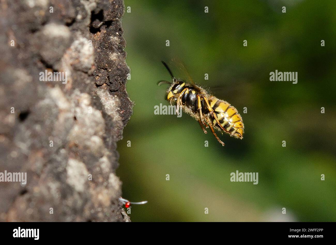 European Wasp, Vespula germanica, On Sooty Beech Tree, Fagus sp, Nelson, South Island, nuova Zelanda Foto Stock