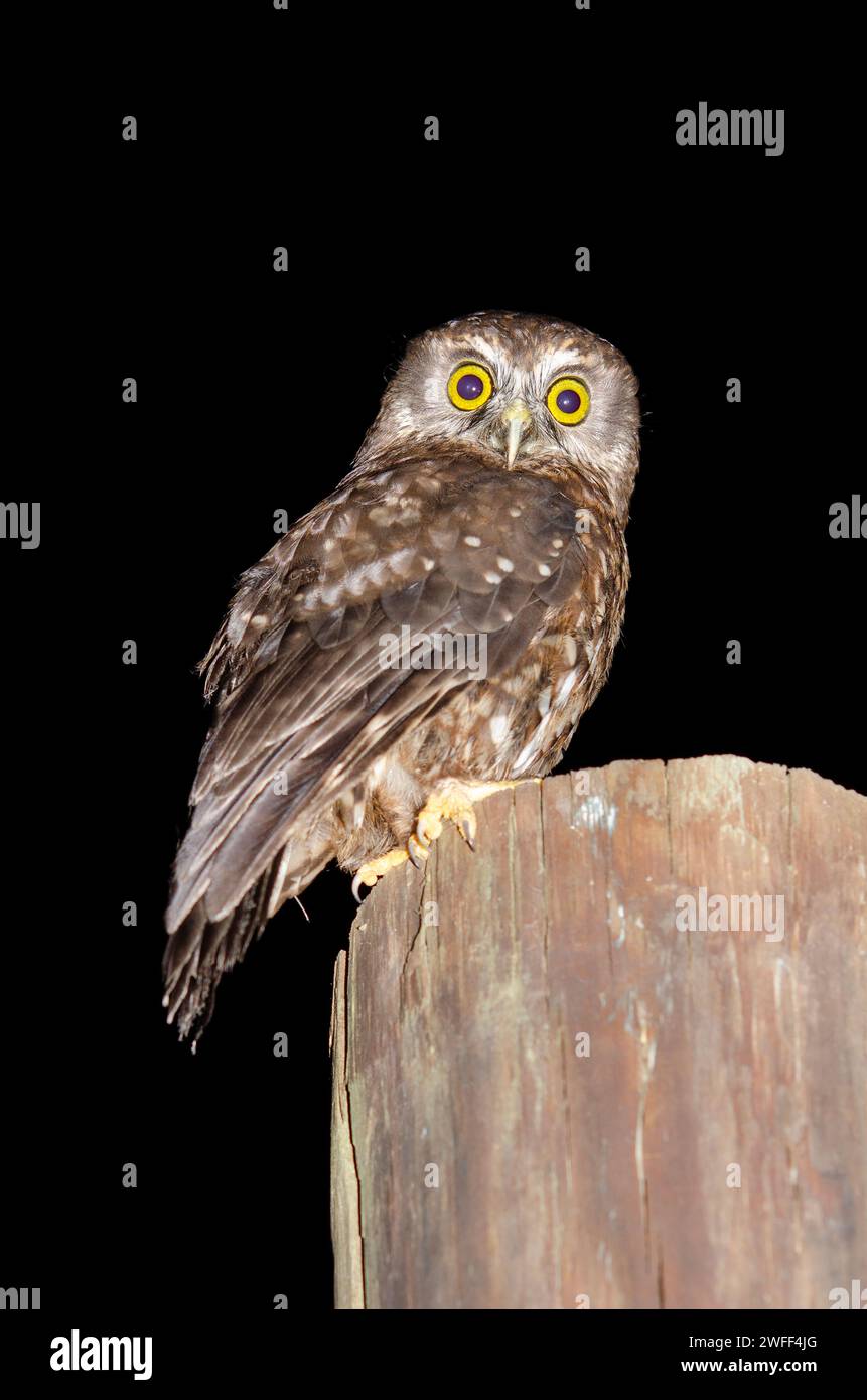 Morepork Owl, Ninox novaeseelandiae, endemico della nuova Zelanda, Nelson, South Island, nuova Zelanda Foto Stock