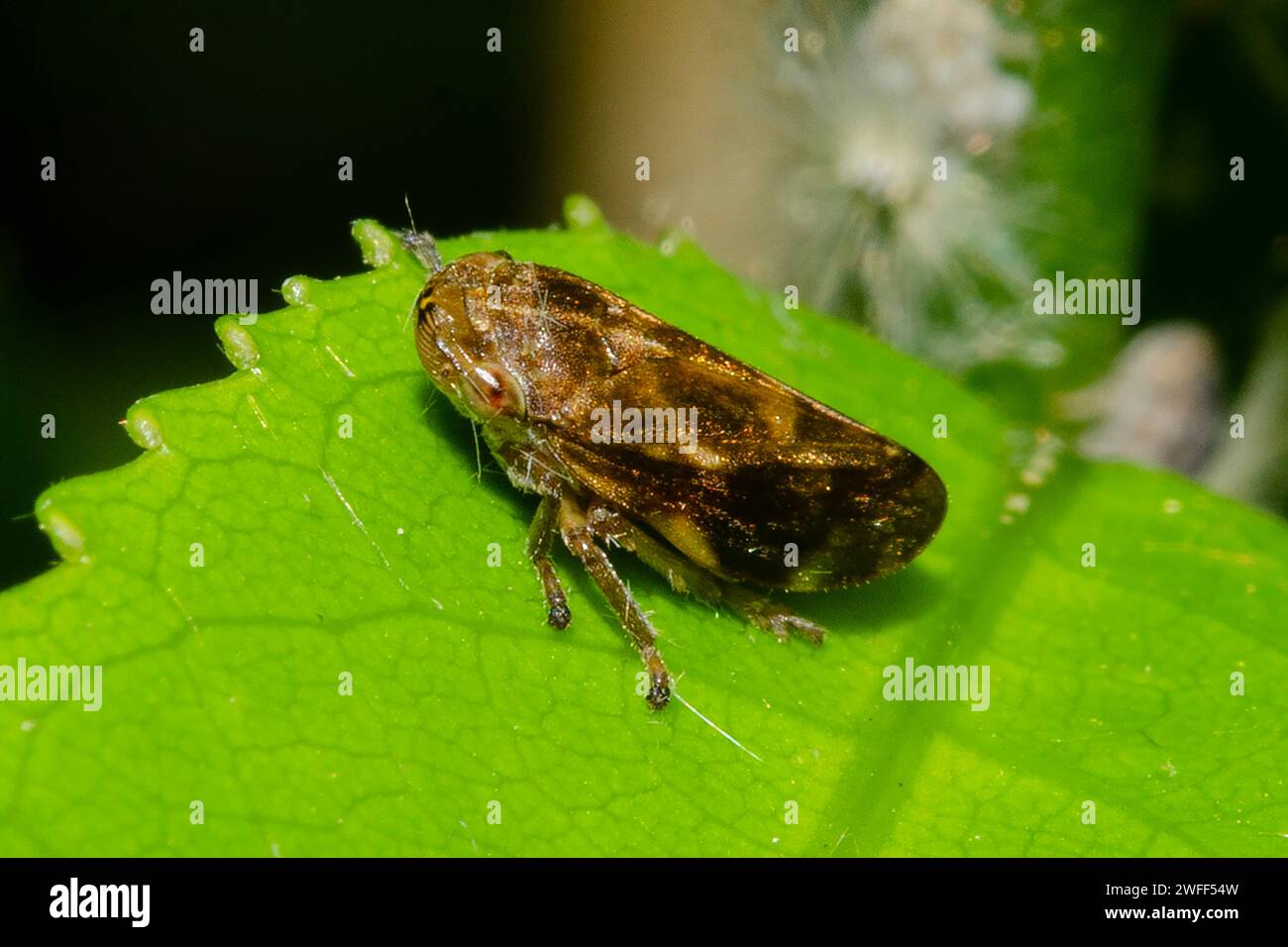 Meadow Spittle Bug, Philaenus spumarius, presentato, Nelson, South Island, nuova Zelanda Foto Stock