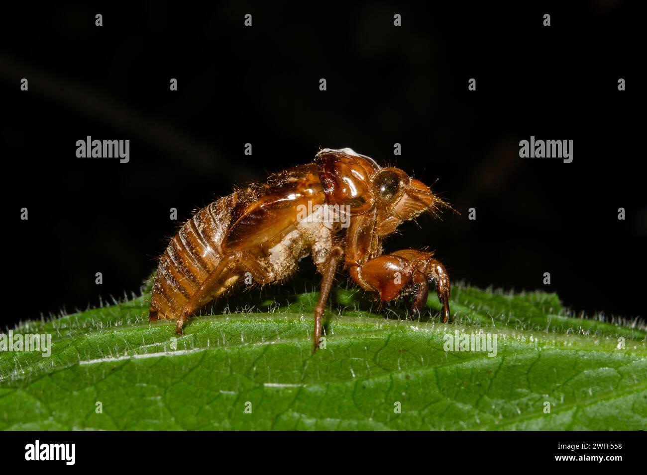 Esoscheletro modellato exuviae di Cicada, famiglia dei Cicadidi, a seguito di ecdysis on Tree, Nelson, Isola del Sud, nuova Zelanda Foto Stock