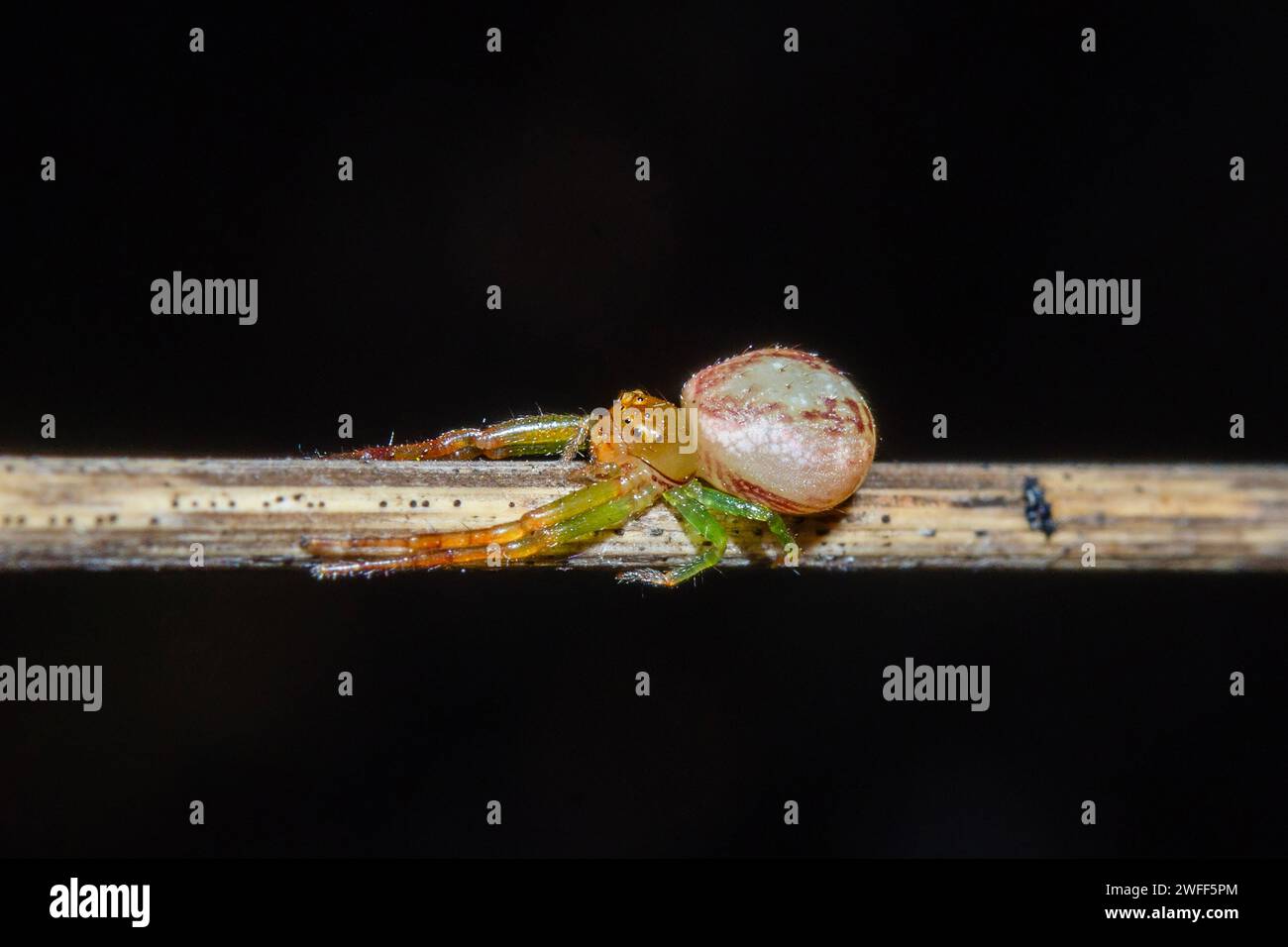 Crab Spider, Diaea ambara, Nelson, South Island, nuova Zelanda Foto Stock