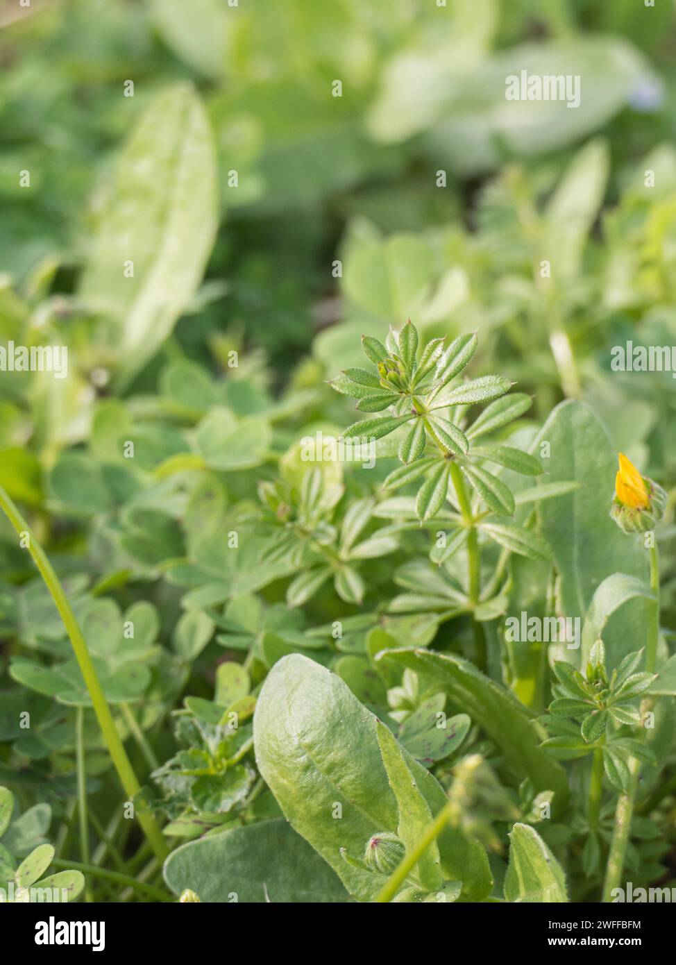Lo stabilimento Galium spurium si avvicina all'aperto in inverno Foto Stock